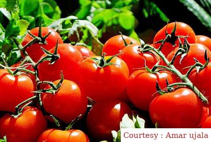 Government will sell cheap tomatoes at a concessional rate of Rs 70 per kg.