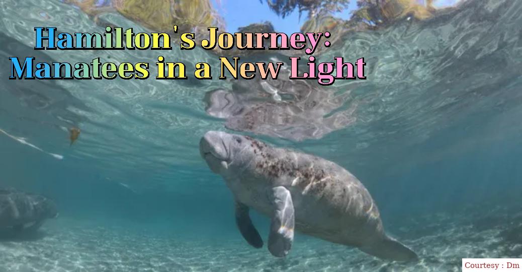 Hamilton's Journey: Manatees in a New Light