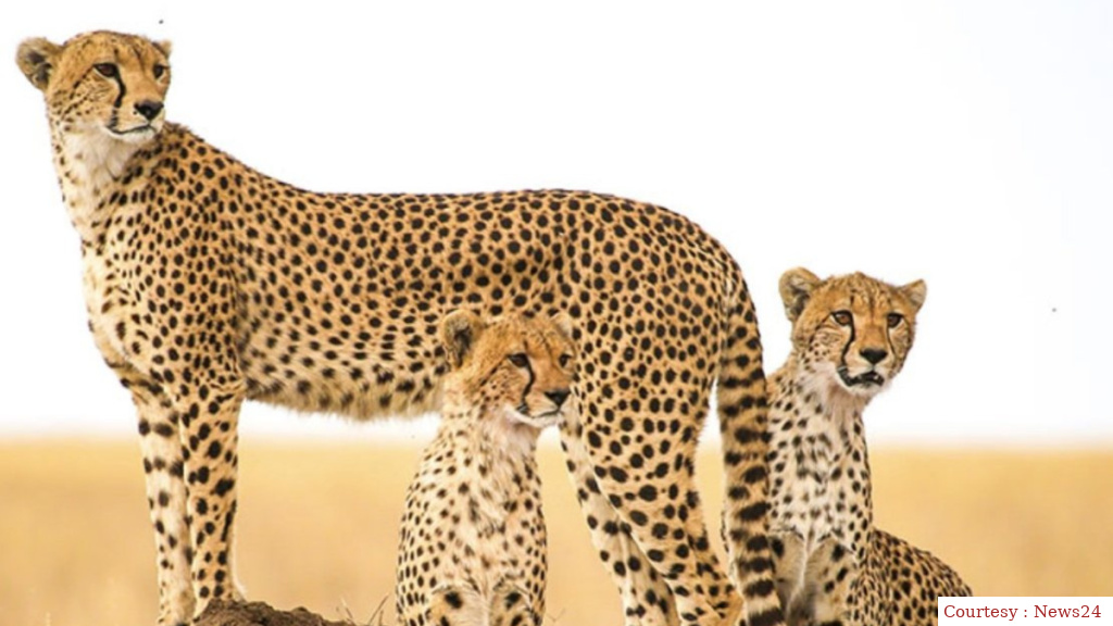 Hearing in Supreme Court on the death of cheetahs in Kunu