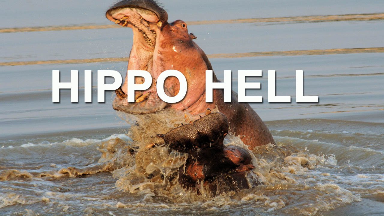Hippo Hell