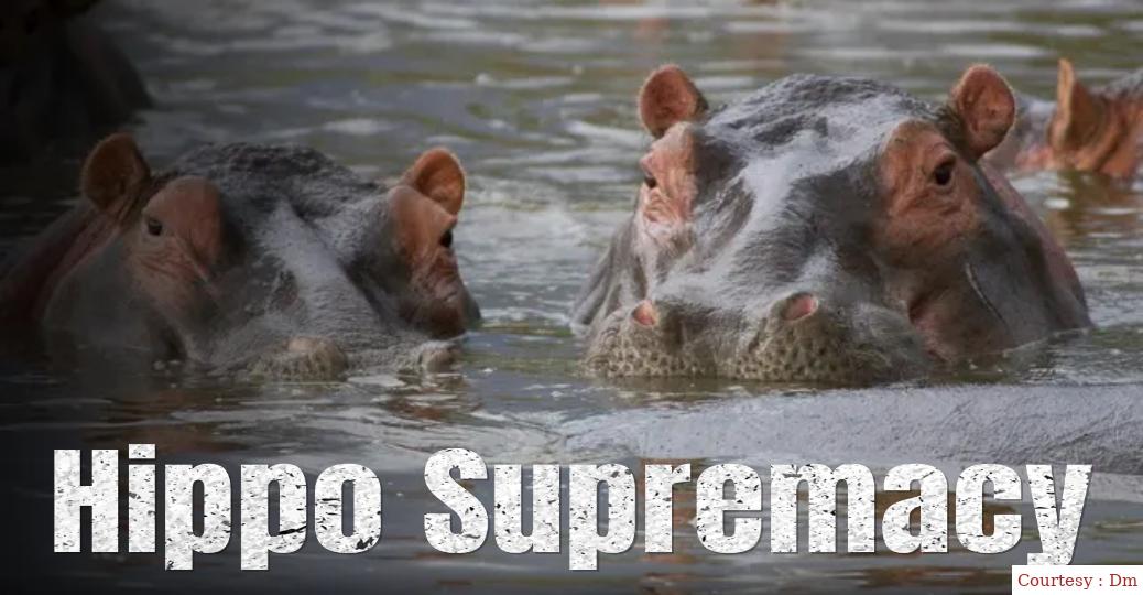 Hippo Supremacy