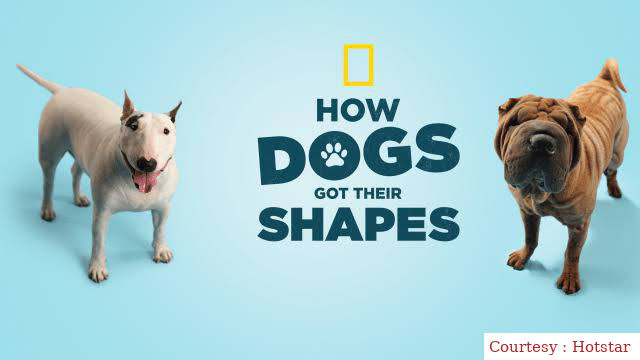 Watch Free  How Dogs Got Their Shapes Full Movie Online