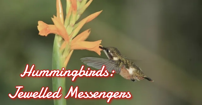 Hummingbirds: Jewelled Messengers
