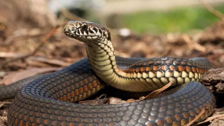 10 unknown facts about snakes