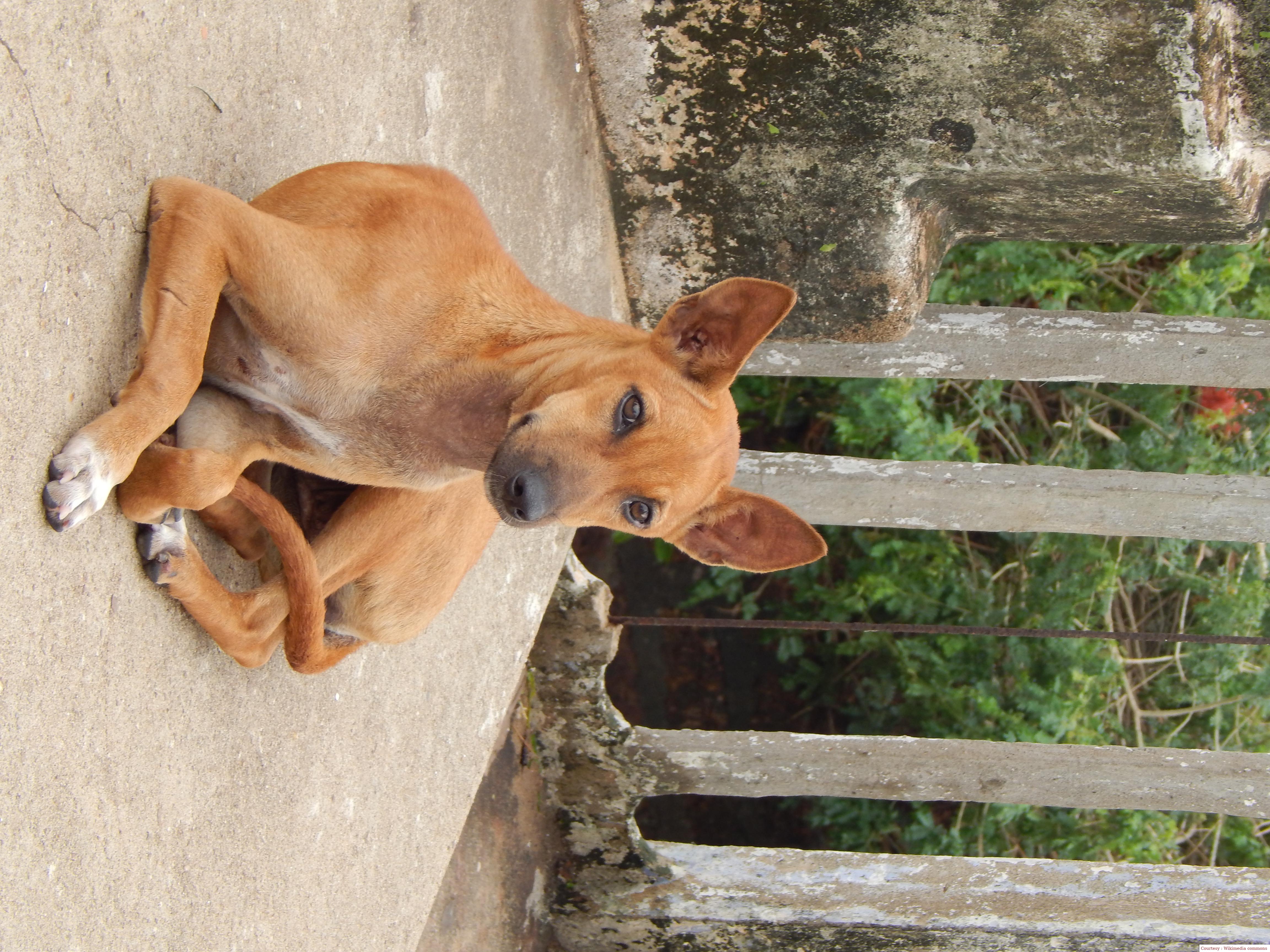 Increasing terror of dogs.
