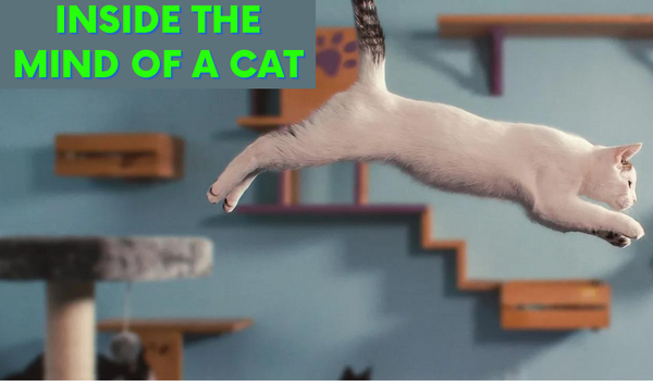 Watch Free  Inside the Mind of a Cat Full Movie Online