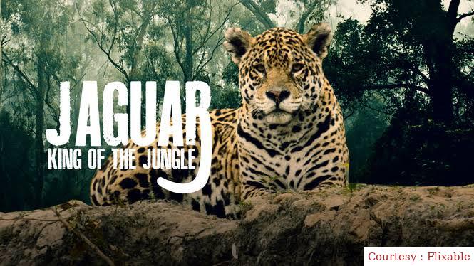 Jaguar: King of the Jungle