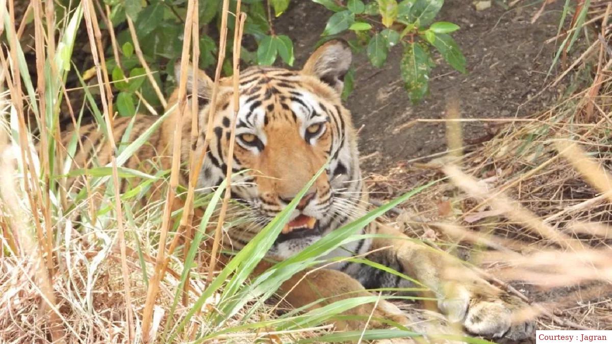 खिवनी अभयारण्य: एक प्राकृतिक संपदा का आदर्श स्थान।