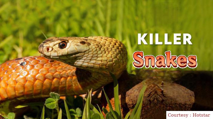 Killer Snakes 