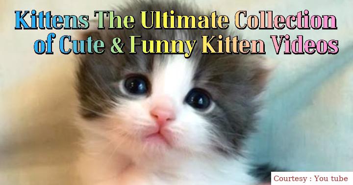 Kittens The Ultimate Collection Of Cute & Funny Kitten Videos