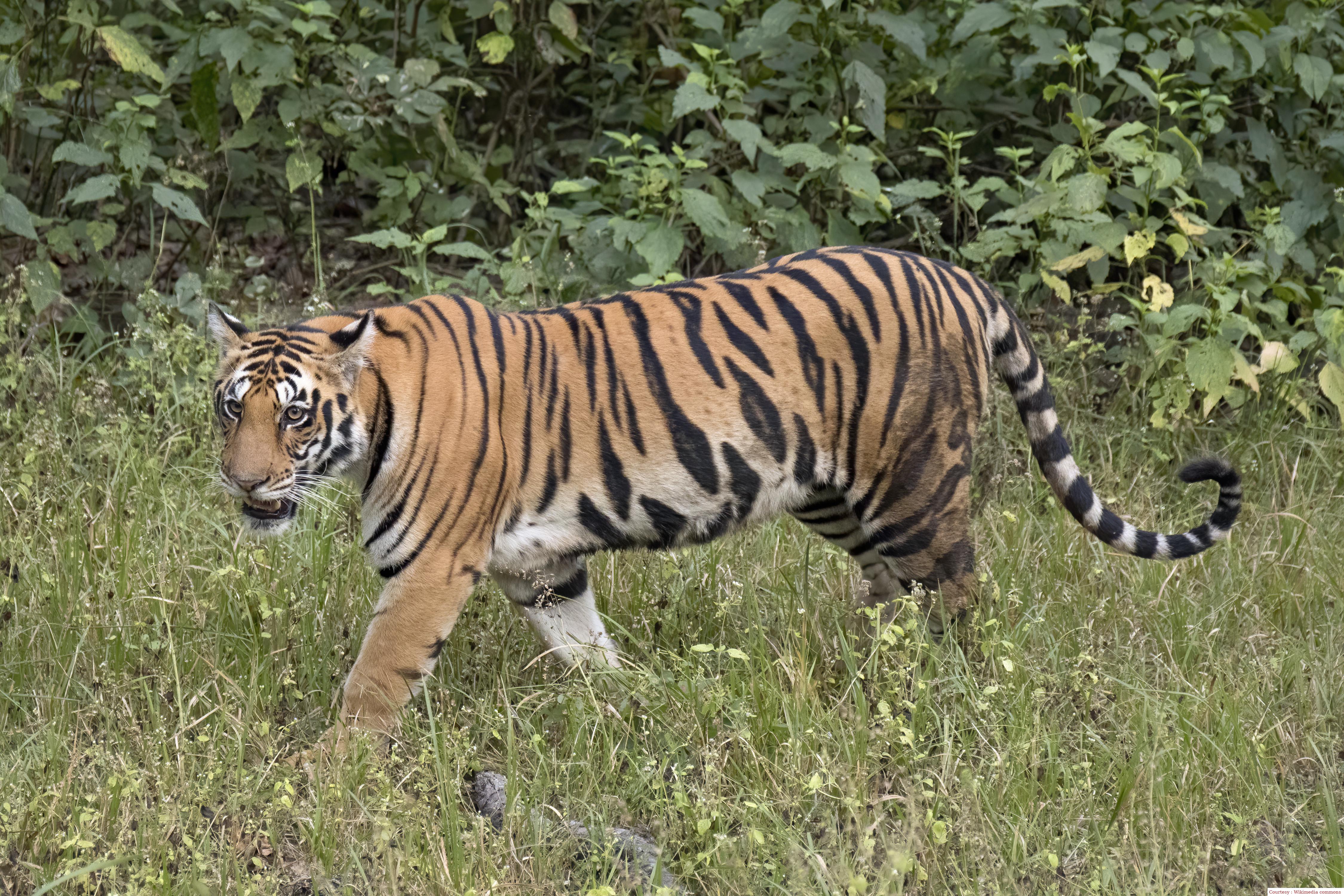 Know its history and importance in Project Tigers 50th anniversary