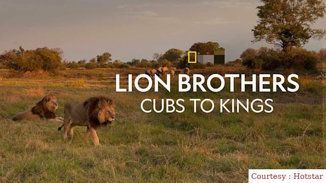 Lion Brothers: Cubs to Kings
