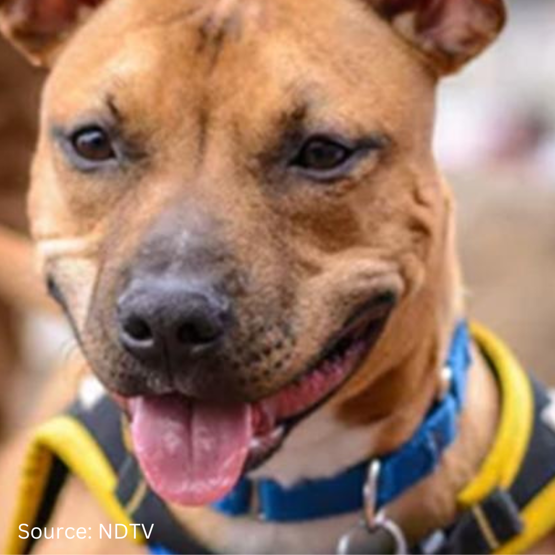 Little girl narrowly escaped from a pet dog attack in Gurugram