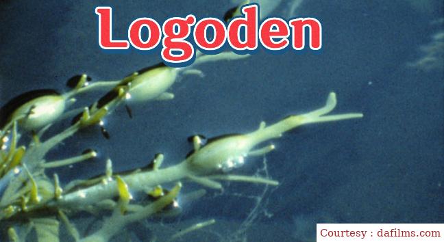 Logoden