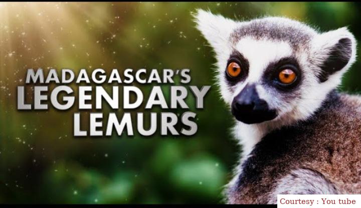 Watch Free  Madagascar's Legendary Lemurs Full Movie Online