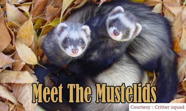 Meet the Mustelids