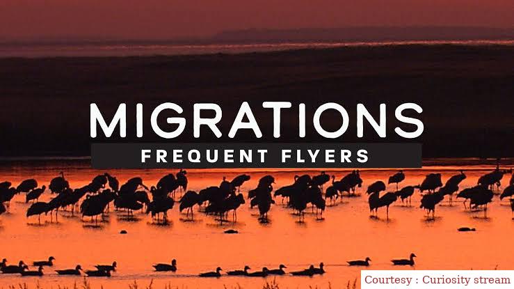 Migrations: Frequent Flyers