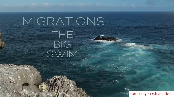 Migrations: The Big Swim