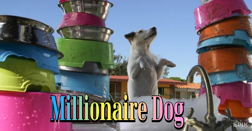 Millionaire Dog