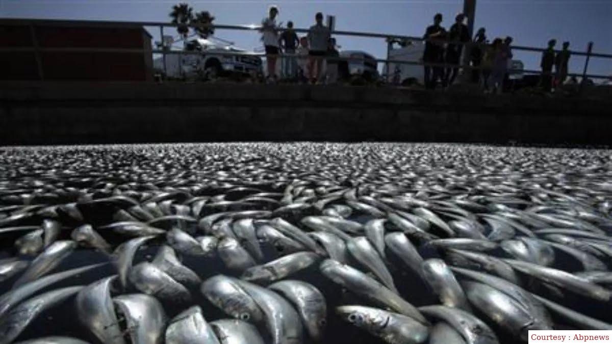Millions of dead fish reached the beach in Japan