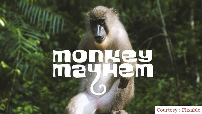 Watch Free  Monkey Mayhem Full Movie Online