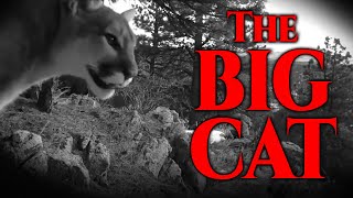 The Big Cat