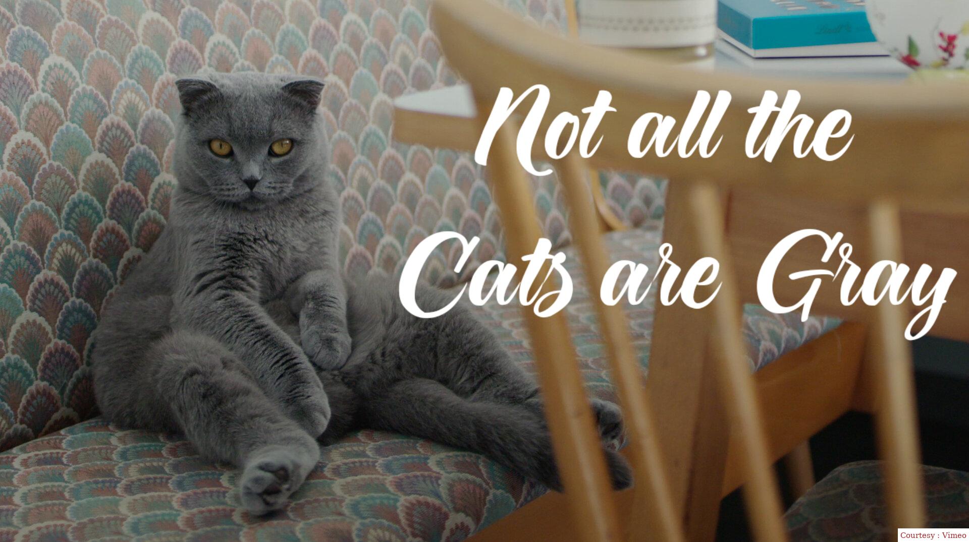 Not all the Cats are Gray 