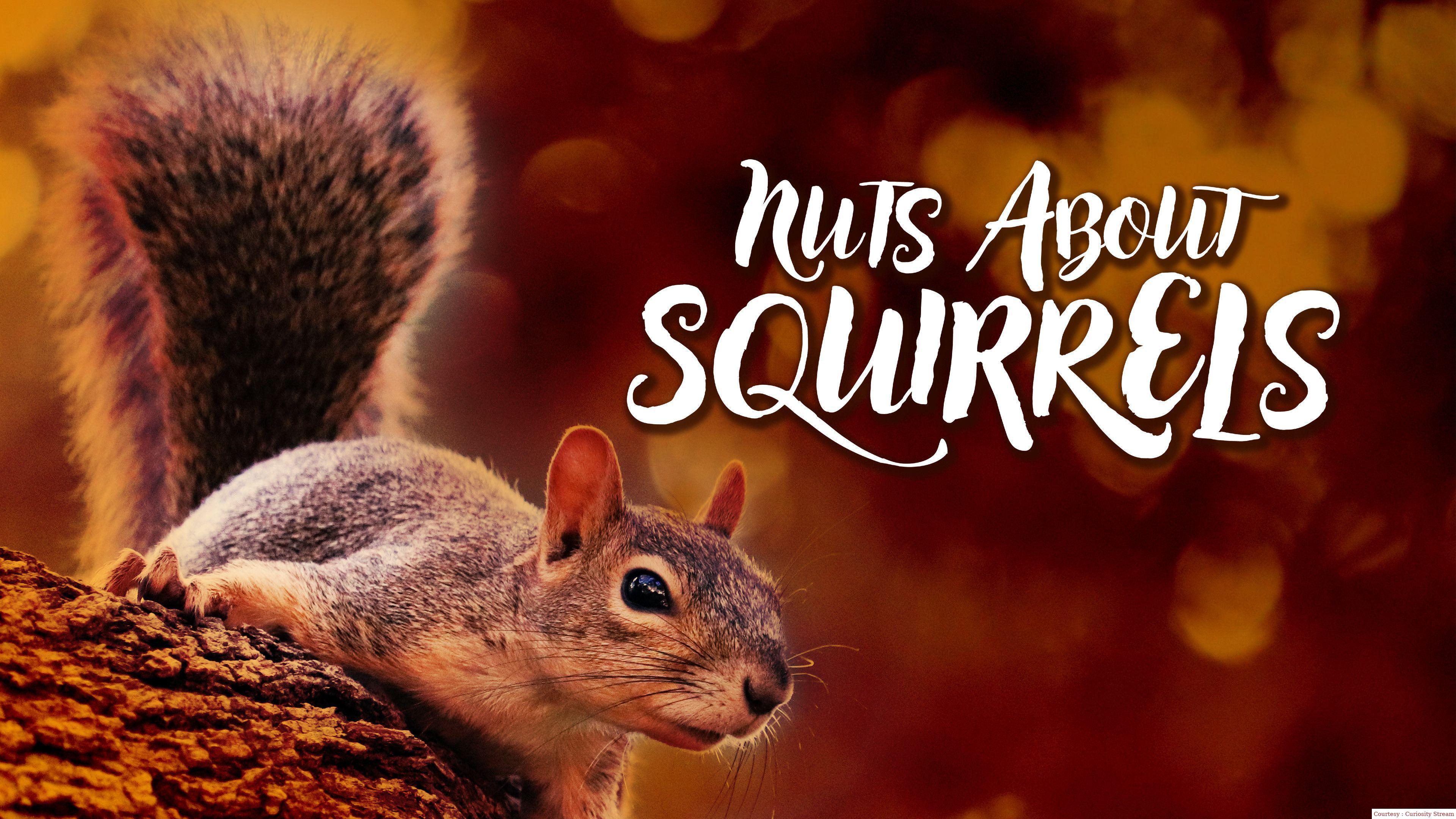 Nuts About Squirrels