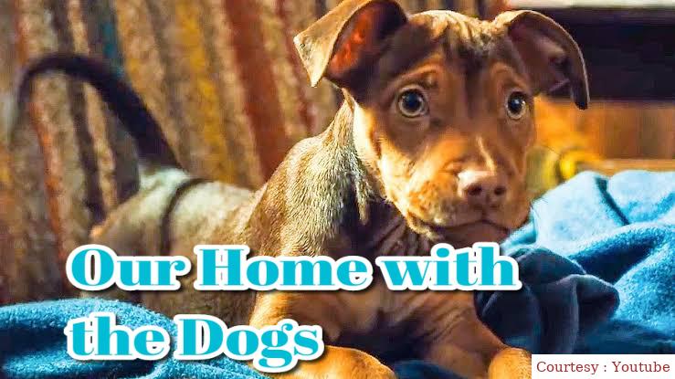 Watch Free  Our Home with the Dogs Full Movie Online