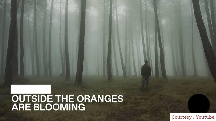 Outside the Oranges Are Blooming