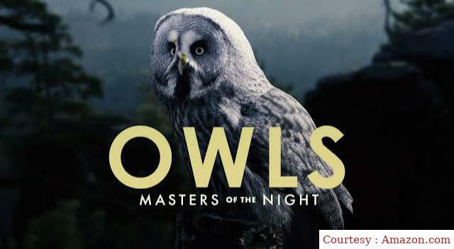 Owls: Masters of the Night