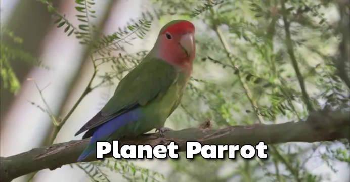 Watch Free  Planet Parrot Full Movie Online
