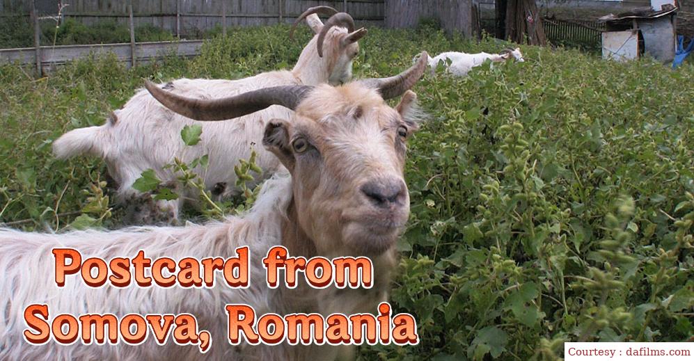 Postcard from Somova, Romania