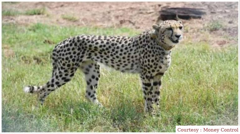 Second cheetah brought from South Africa dies in Kuno National Park