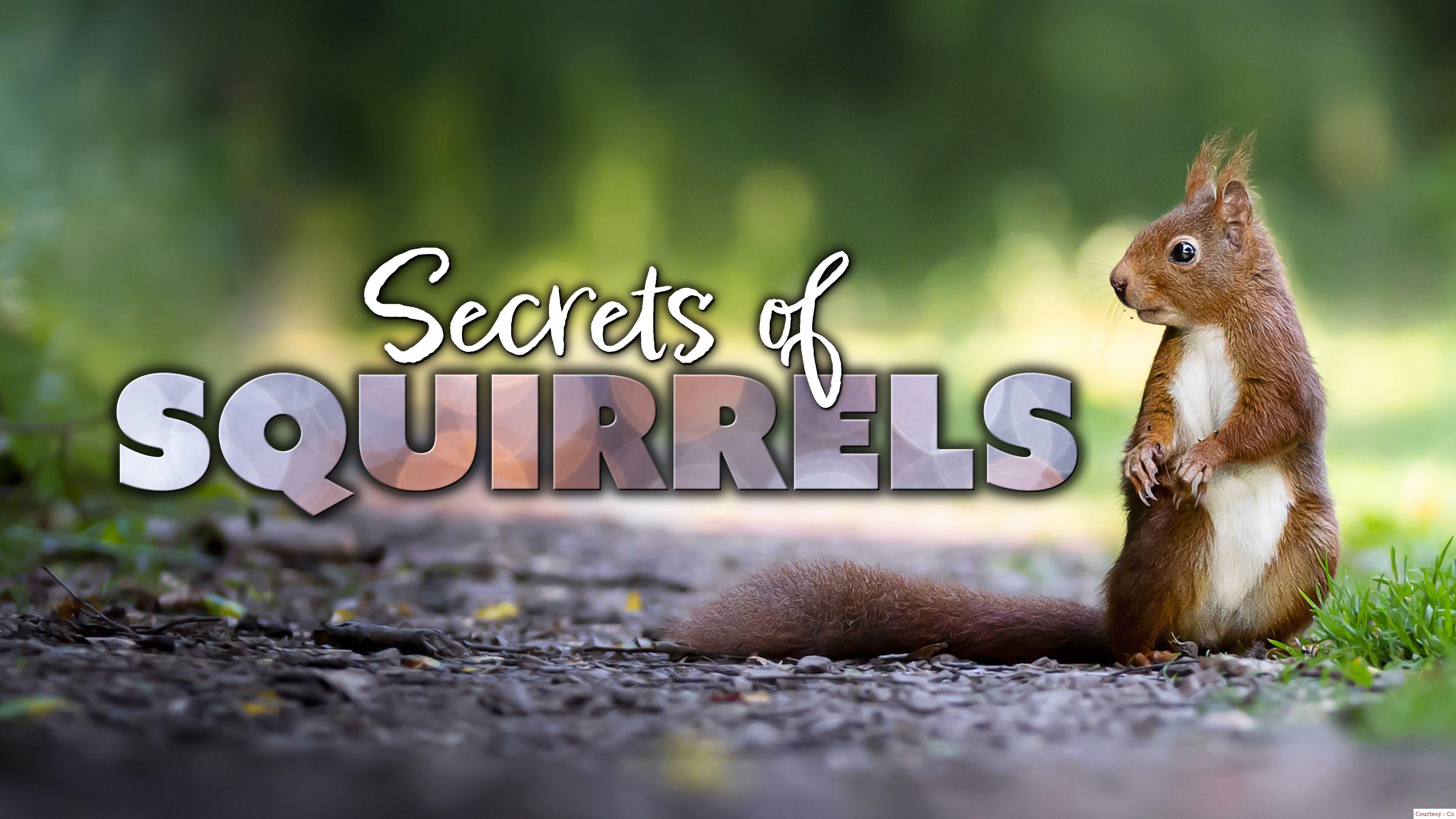 Secrets of Squirrels