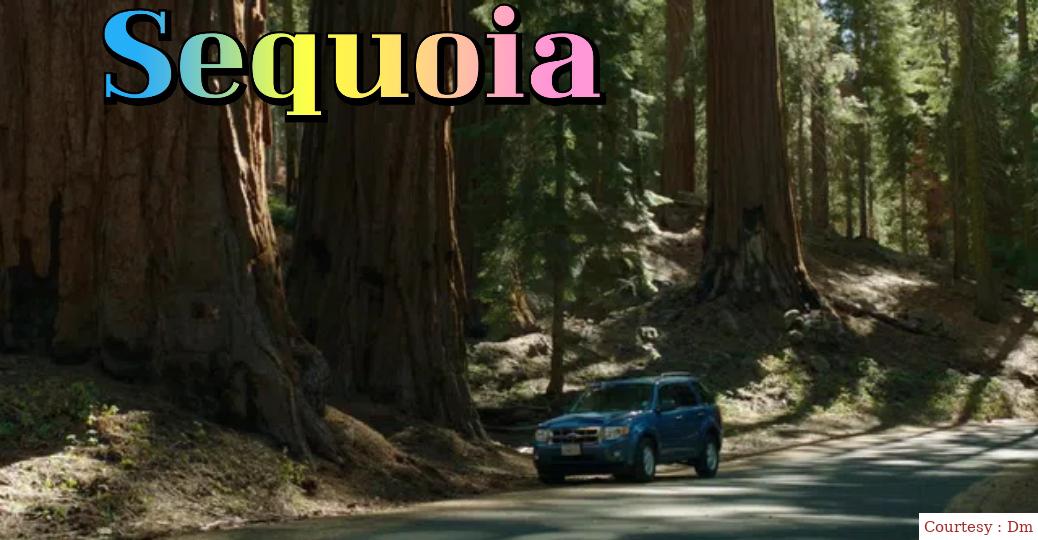 Sequoia