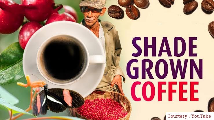 Shade Grown Coffee