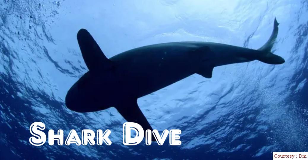Shark Dive