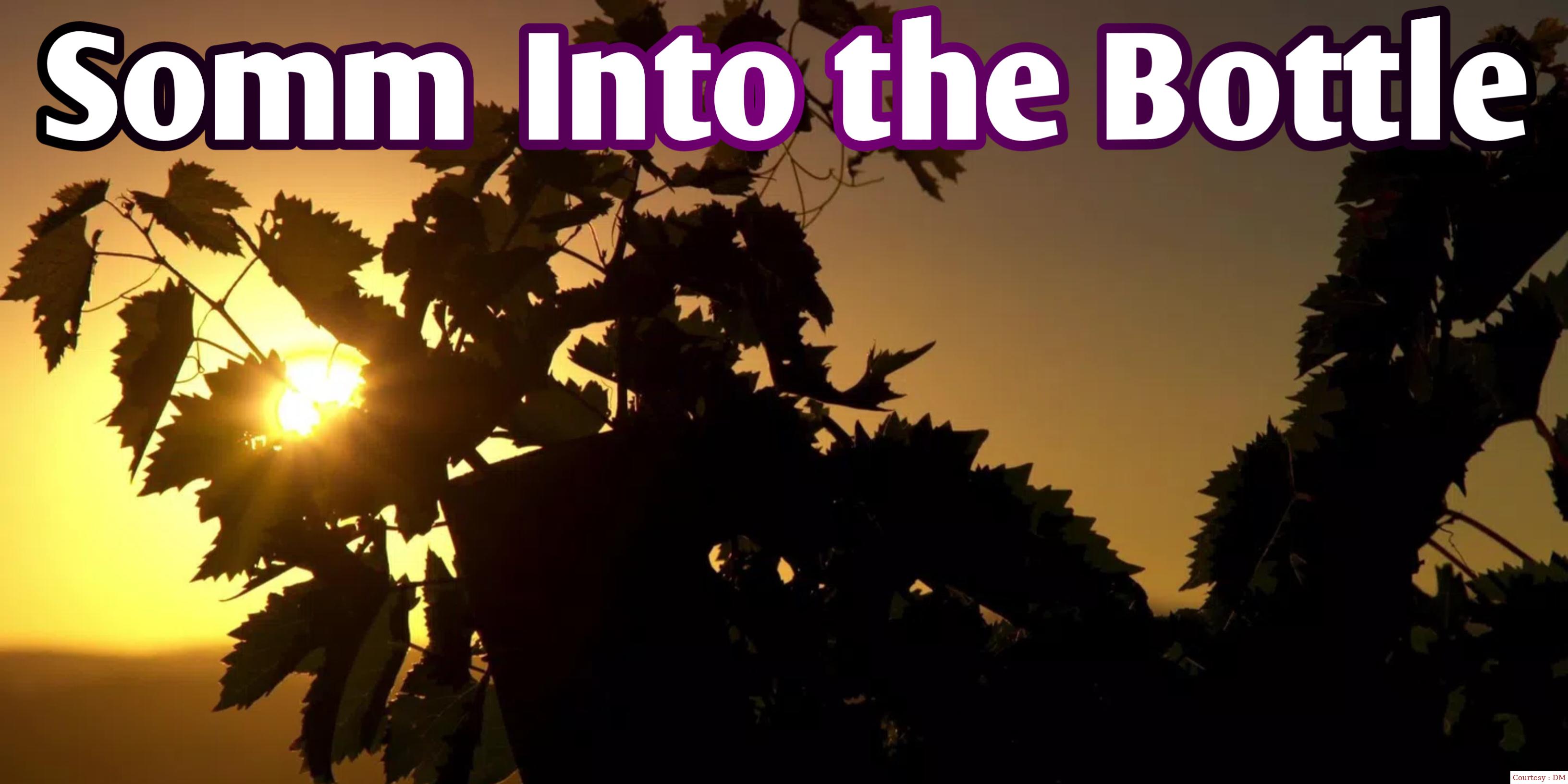 Somm: Into the Bottle