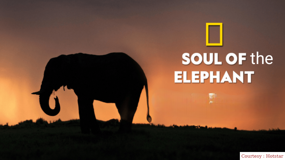 Soul of the Elephant 