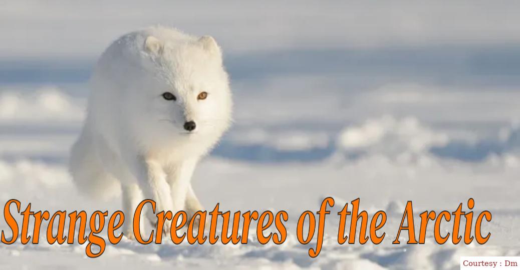 Watch Free  Strange Creatures of the Arctic Full Movie Online