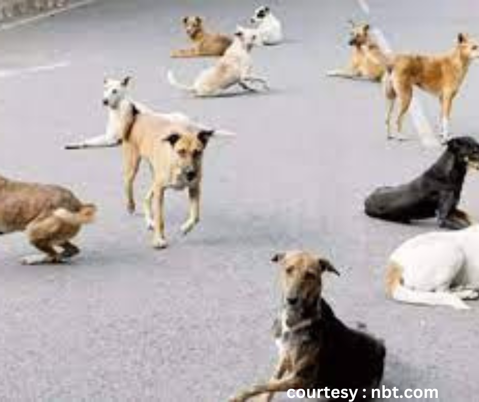 Stray dogs attacked woman