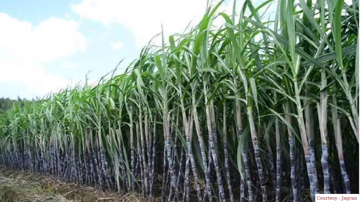 Sugarcane farmers gift: Modi government extended Sugarcane FRP, National Research Foundation Bill introduced