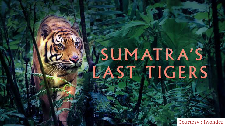 Watch Free  Sumatra's Last Tigers Full Movie Online
