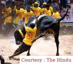 Supreme Court upholds the laws that allowed Jallikattu, Kambala