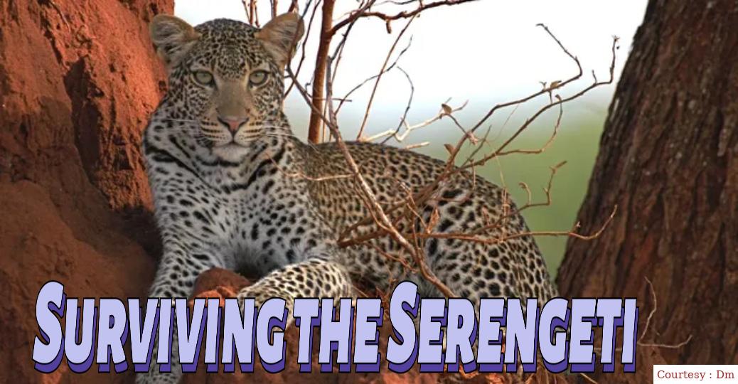 Watch Free  Surviving the Serengeti Full Movie Online