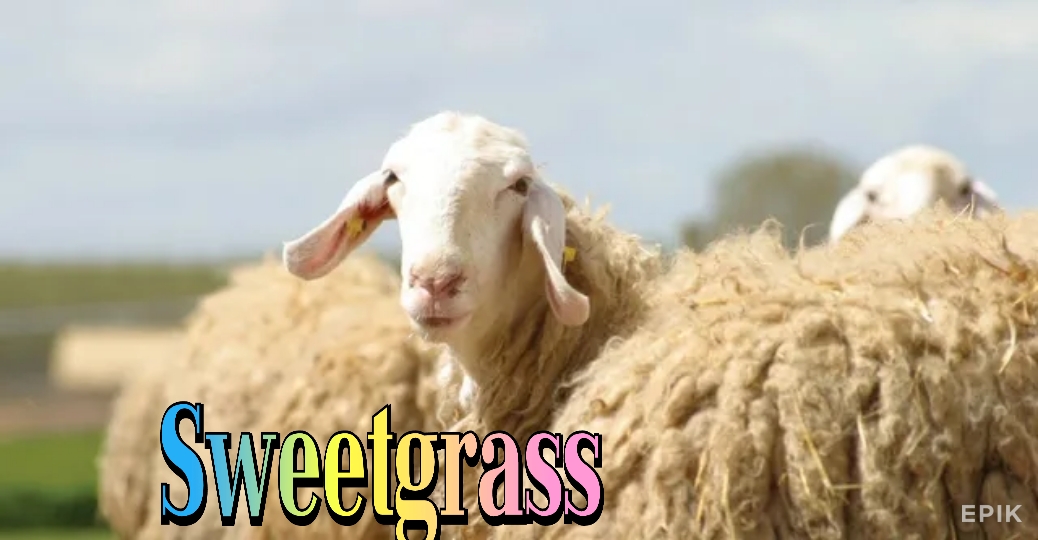 Watch Free Sweetgrass Full Movie Online