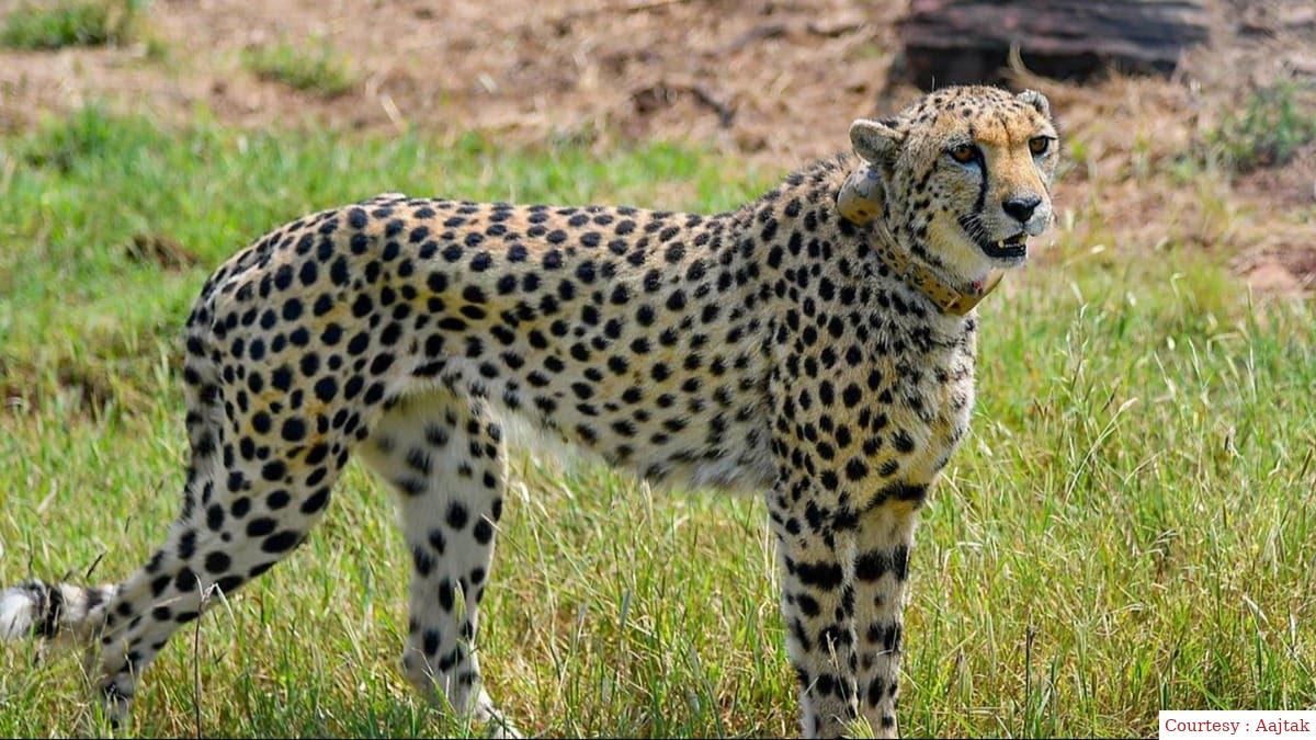 Tenth leopard &quot;valor&quot; dies in Kuno