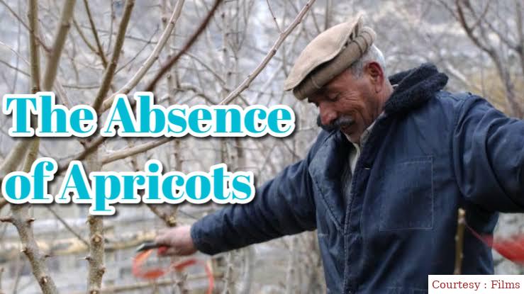 The Absence of Apricots 