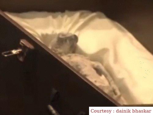 The bodies of the alien shown in the Mexico Parliament, a mine found, this alien organ.